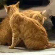 ヒメ日記 2025/10/08 23:46 投稿 ほむほむ イクイクサークル鶯谷店