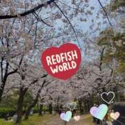 ヒメ日記 2026/04/03 11:43 投稿 美春 CLASSY（クラッシー）.神戸