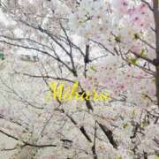 ヒメ日記 2026/04/07 07:29 投稿 美春 CLASSY（クラッシー）.神戸