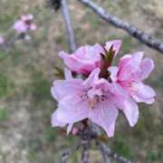 ヒメ日記 2025/04/05 10:06 投稿 鞠子(まりこ) Diamond Hearts