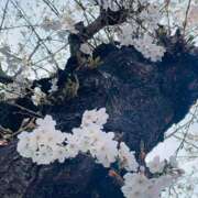 ヒメ日記 2025/03/30 09:27 投稿 ねお(昭和48年生まれ) 熟年カップル名古屋～生電話からの営み～