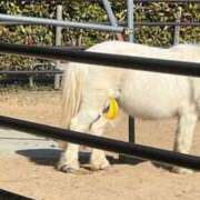 ヒメ日記 2026/01/18 16:41 投稿 みれい 山口周南ちゃんこ