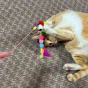 ヒメ日記 2026/02/22 20:59 投稿 みれい 山口周南ちゃんこ