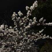 ヒメ日記 2025/04/04 19:39 投稿 ゆり 横浜ミセスアロマ（ユメオト）