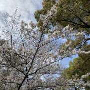 ヒメ日記 2025/04/05 12:47 投稿 ゆり 横浜ミセスアロマ（ユメオト）