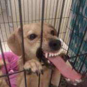 ヒメ日記 2025/04/10 12:19 投稿 めい 札幌しこたまクリニック