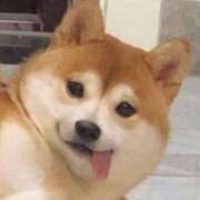 めい 集まれ〜🐶 札幌しこたまクリニック