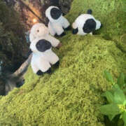 みお こんばんは YESグループ　華女