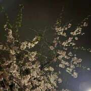 ヒメ日記 2025/04/11 09:01 投稿 コルネ バニーコレクション千葉栄町店