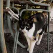 ヒメ日記 2025/08/13 22:01 投稿 コルネ バニーコレクション千葉栄町店