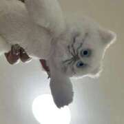 ヒメ日記 2025/12/28 01:56 投稿 コルネ バニーコレクション千葉栄町店