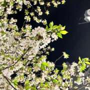 ヒメ日記 2026/04/08 01:22 投稿 コルネ バニーコレクション千葉栄町店