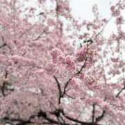 ヒメ日記 2025/03/20 19:15 投稿 りん フォーチュン