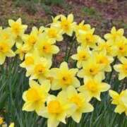 ヒメ日記 2025/03/15 17:54 投稿 わか 地元女子が勢揃い 宇都宮ガールズ