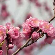 ヒメ日記 2025/03/20 23:44 投稿 わか 地元女子が勢揃い 宇都宮ガールズ