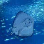 ヒメ日記 2025/04/01 22:32 投稿 かのん エロいお姉さん倶楽部