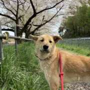 ヒメ日記 2025/04/13 11:57 投稿 かのん エロいお姉さん倶楽部