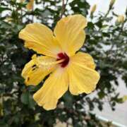 ヒメ日記 2026/01/02 10:29 投稿 レイラ CHIANTI OKINAWA