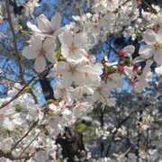 ヒメ日記 2025/04/04 12:46 投稿 りんか【3/6デビュー】 Aroma de TOKYO 三河店（岡崎・豊田・安城）