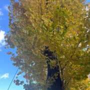 ヒメ日記 2025/11/29 16:30 投稿 みゅう CLASSY.名古屋・新栄店