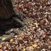 ヒメ日記 2025/12/18 20:40 投稿 みゅう CLASSY.名古屋・新栄店