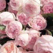 ヒメ日記 2025/04/02 17:18 投稿 新人・晴(はる) グランドオペラ福岡