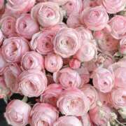 ヒメ日記 2025/04/04 19:02 投稿 新人・晴(はる) グランドオペラ福岡