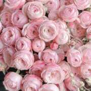 ヒメ日記 2025/04/05 16:51 投稿 新人・晴(はる) グランドオペラ福岡