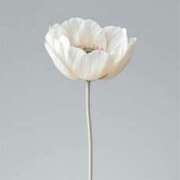 ヒメ日記 2025/06/18 19:05 投稿 新人・晴(はる) グランドオペラ福岡