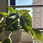 ヒメ日記 2025/04/17 08:06 投稿 心愛 NEW GENERATION