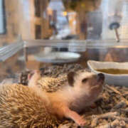 ヒメ日記 2025/04/22 15:21 投稿 心愛 NEW GENERATION