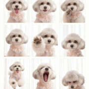 心愛 愛犬自慢🐩🩶🤍 NEW GENERATION