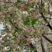 さえ 本日出勤です🙌 東京人妻セレブリティ（ユメオト）