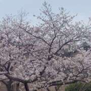 稲嶺綾乃 桜満開 五十路マダム愛されたい熟女たち岡山店（カサブランカグループ）