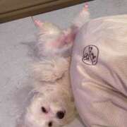 ヒメ日記 2025/04/16 05:22 投稿 りさ CECIL