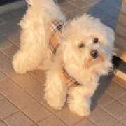 ヒメ日記 2026/03/26 05:02 投稿 りさ CECIL