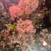 ヒメ日記 2025/04/09 19:03 投稿 西野 池田マッサージ