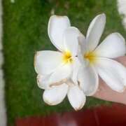 ヒメ日記 2025/05/09 11:31 投稿 西野 池田マッサージ