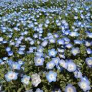 ヒメ日記 2025/04/21 11:45 投稿 かや 人妻美人館