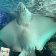 ヒメ日記 2025/07/03 11:56 投稿 りん Felice(フェリス)