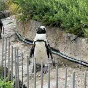 ヒメ日記 2025/08/06 11:50 投稿 りん Felice(フェリス)