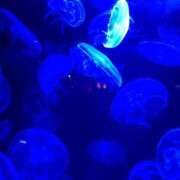 ヒメ日記 2025/08/21 12:21 投稿 りん Felice(フェリス)