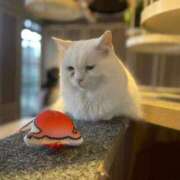 ヒメ日記 2025/09/15 13:58 投稿 りん Felice(フェリス)