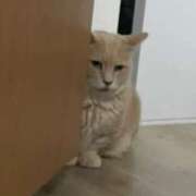 ヒメ日記 2025/09/26 12:01 投稿 りん Felice(フェリス)