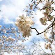 ヒメ日記 2026/04/01 11:58 投稿 りん Felice(フェリス)