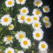 りん おはよう☀️ Felice(フェリス)