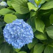 りん 💠🌿‬  Felice(フェリス)