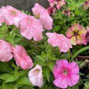 ヒメ日記 2026/06/14 11:48 投稿 りん Felice(フェリス)