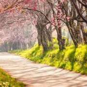 ヒメ日記 2025/03/10 18:16 投稿 心愛(ここあ) 高知デリヘル倶楽部 人妻熟女専門店