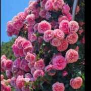 ヒメ日記 2025/03/11 14:41 投稿 心愛(ここあ) 高知デリヘル倶楽部 人妻熟女専門店